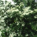 Cornus kousa P24